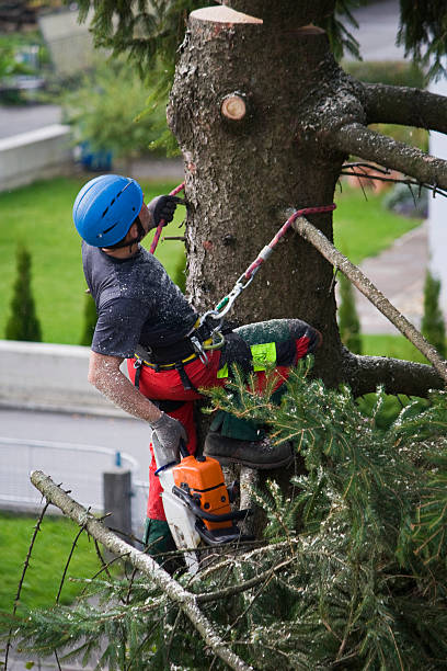 Cabazon, CA Tree Care  Company